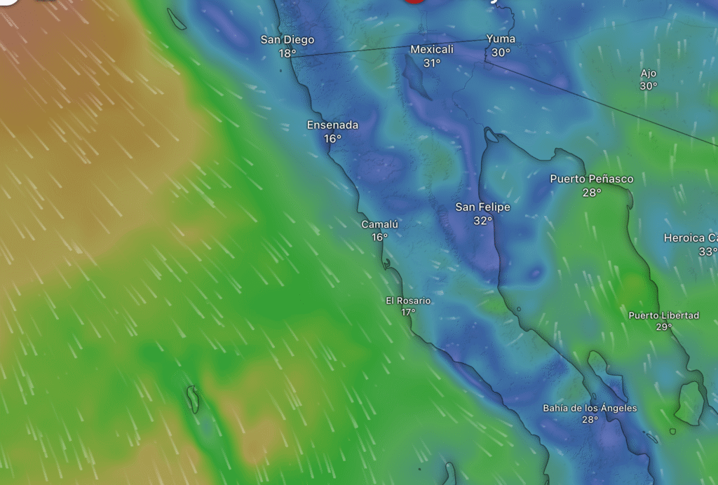 Baja in Bloom (and Fog): A Friendly Guide to June’s Weather Mood Swings